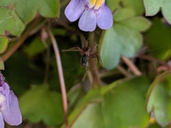 Ageleninae