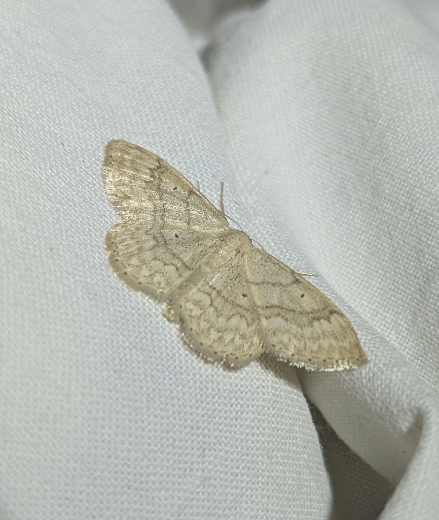 Idaea determinata