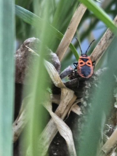 European Firebug