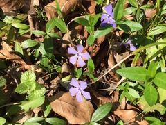 Vinca minor