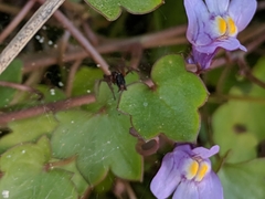 Ageleninae
