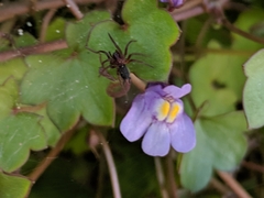 Ageleninae