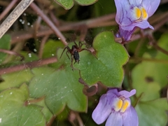 Ageleninae
