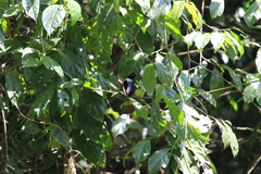 Hypolimnas salmacis magnifica