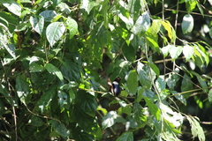 Hypolimnas salmacis magnifica