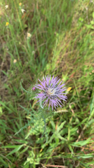 Galactites tomentosus