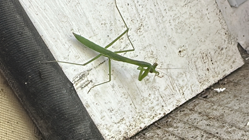 Chinese Mantis