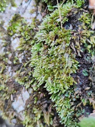 Plagiobryum zieri, 2026-06-19