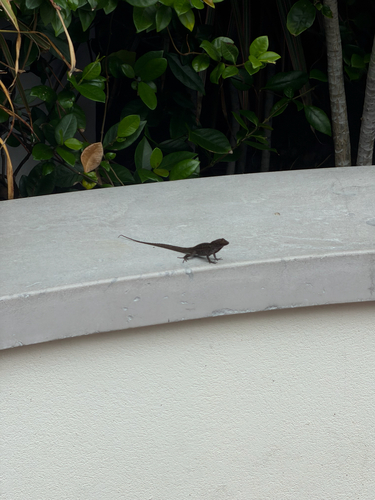 Brown Anole