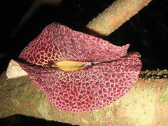 Aristolochia odoratissima, photograph Arturo Castro Castro, CC BY, iNaturalist via GBIF