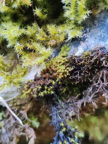 Campylophyllum halleri observed 2026-06-19