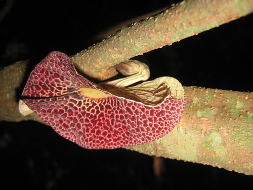 Aristolochia odoratissima, photograph 2