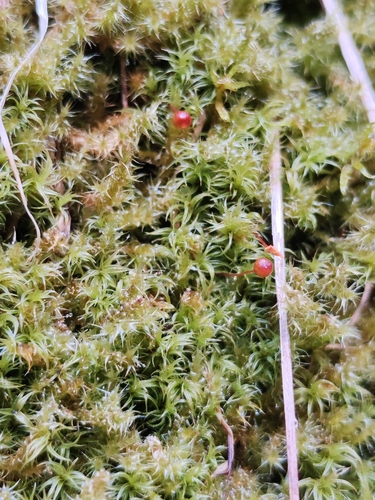 Plagiopus oederianus observed 2026-06-19