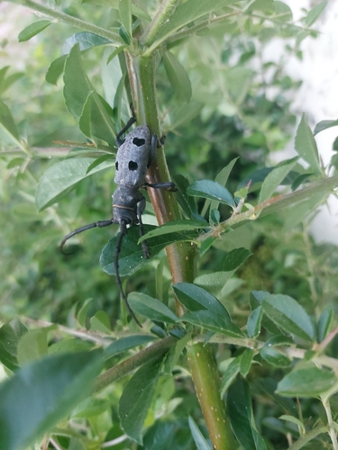 Morimus funereus