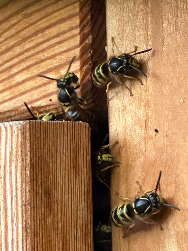 Saxon Wasp