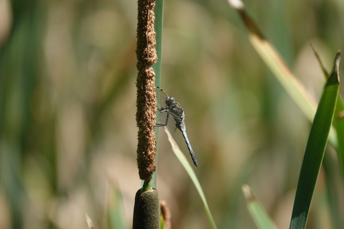 Black-tailed Skimmer