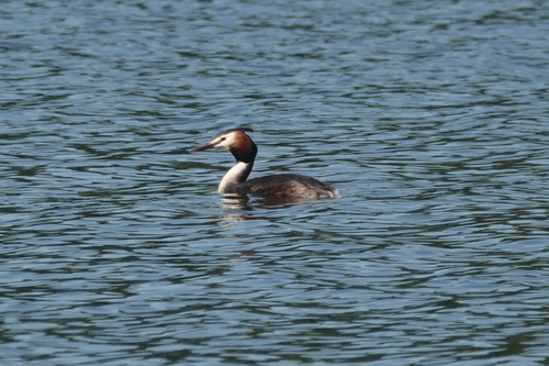 Great Crested Grebe