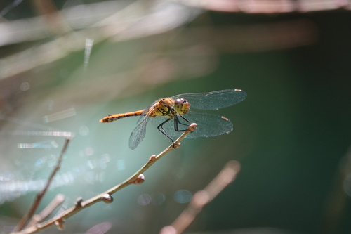 Ruddy Darter