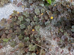 Oxalis corniculata