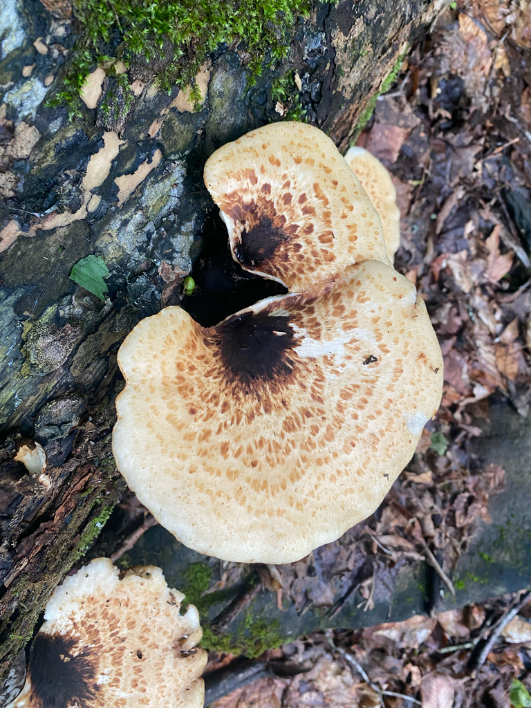Dryad's Saddle · June 2026 · photo: Photo: (c) Erik E, some rights reserved (CC BY) · iNaturalist