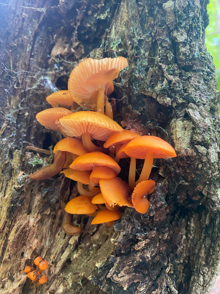 orange mycena · June 2026 · photo: Photo: (c) Erik E, some rights reserved (CC BY) · iNaturalist