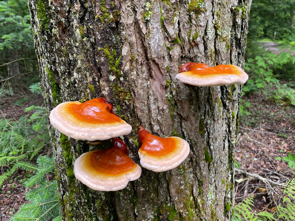 hemlock varnish shelf · June 2026 · photo: Photo: (c) Erik E, some rights reserved (CC BY) · iNaturalist