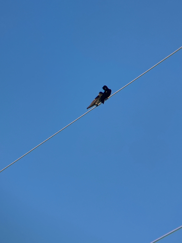 Purple Martin