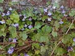 Cymbalaria muralis