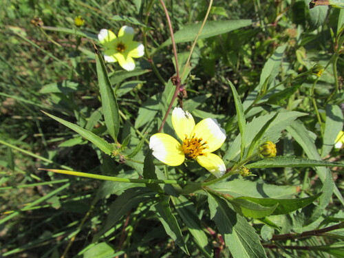 Bidens aurea iNat (2)