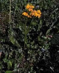 Senecio fistulosus