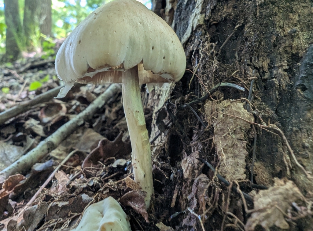 Pale Brittlestem · June 2026 · photo: Photo: (c) Matthew Wehman, some rights reserved (CC BY) · iNaturalist