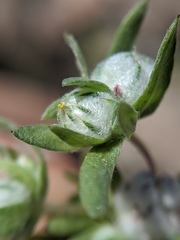 Stylocline micropoides