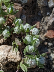 Stylocline micropoides