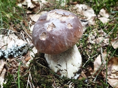 no rights reserved King Bolete
