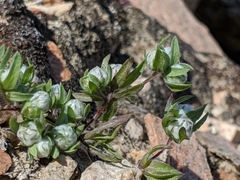 Stylocline micropoides
