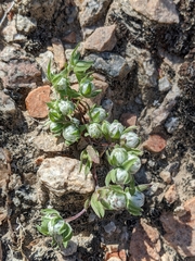 Stylocline micropoides