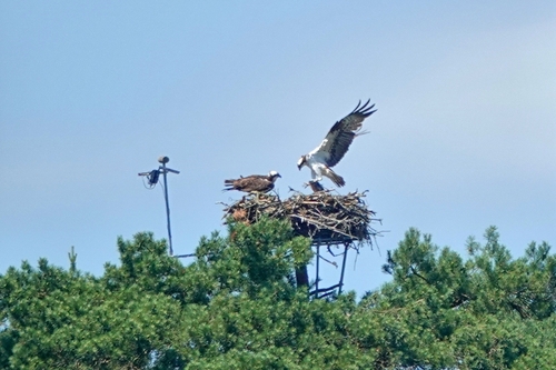 Osprey