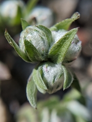 Stylocline micropoides