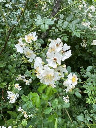 multiflora rose