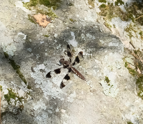 Common Whitetail