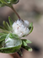 Stylocline micropoides