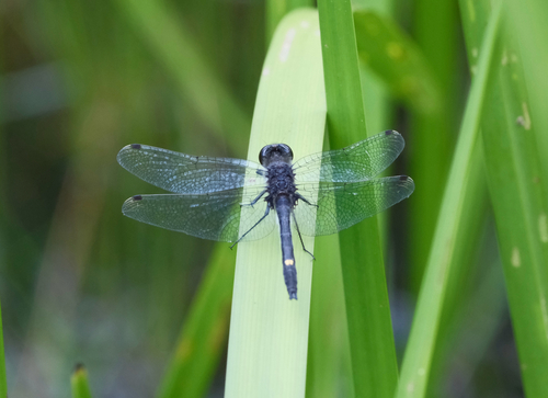 Dot-tailed Whiteface