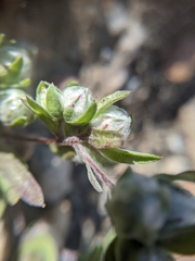 Stylocline micropoides