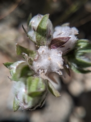 Stylocline micropoides