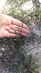 Lactuca viminea viminea