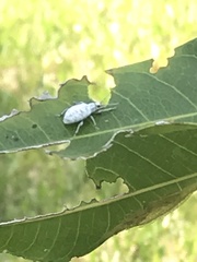 Myllocerus undecimpustulatus