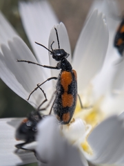 Eupompha elegans