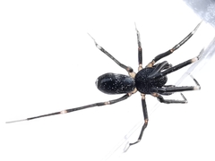 Liophrurillus flavitarsis