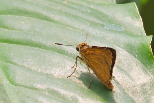 Berry's Skipper photo 3