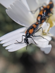 Eupompha elegans